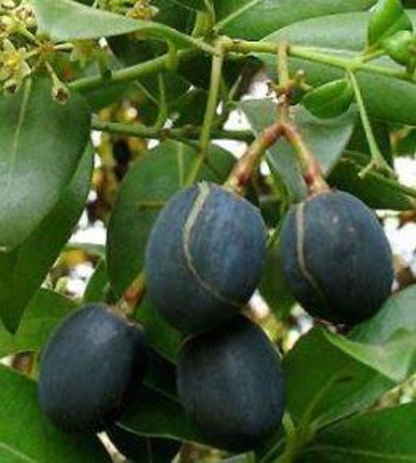 Ocotea foetens - Stinklaurier (1-5)