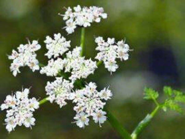 Oenanthe aquatica - Watertor-kruid (10-15)