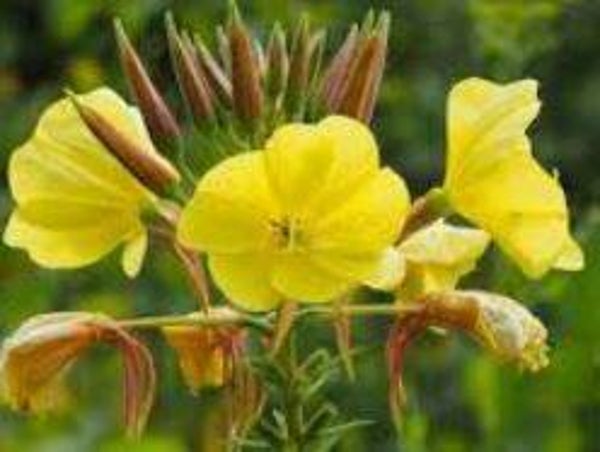 Oenothera biennis - Grote Teunisbloem (30)