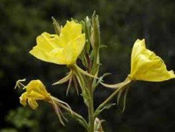 Oenothera hookeri - Teunisbloem (15)