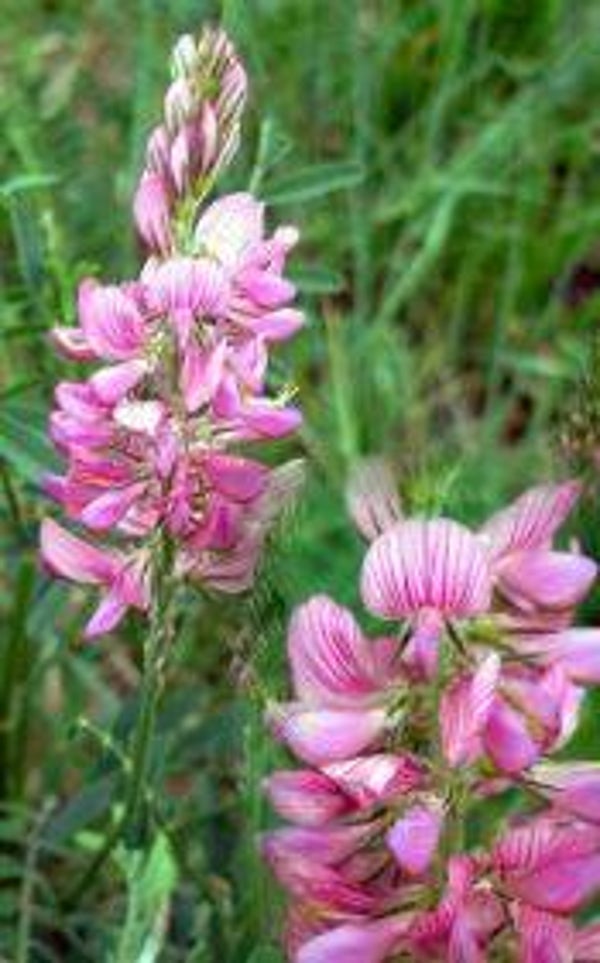 Onobrychis viciifolia - Esparcette (30)