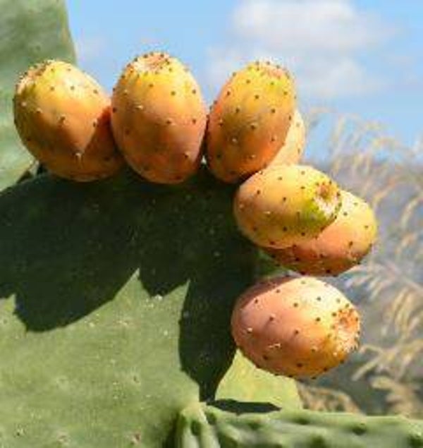 Opuntia ficus-indica - Cactusvijg (5)