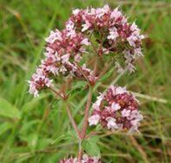 Origanum vulgare - Oregano (25)
