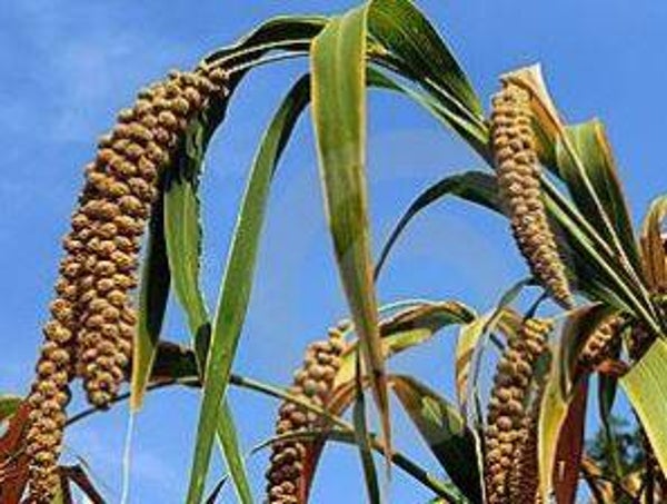 Panicum miliaceum - Gierst (50+)