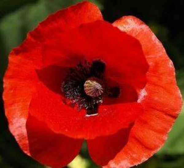 Papaver glaucum - Tulppapaver (15-20)