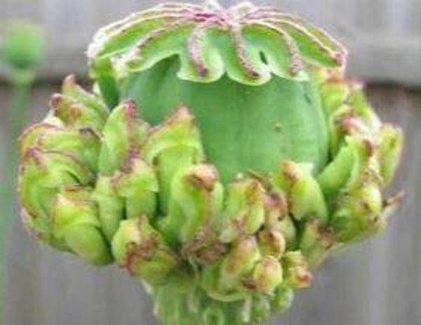 Papaver somniferum "Hens and Chickens" - slaapbol (15)