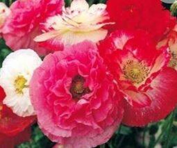 Papaver 'Shirley mix' - Klaproos (15)