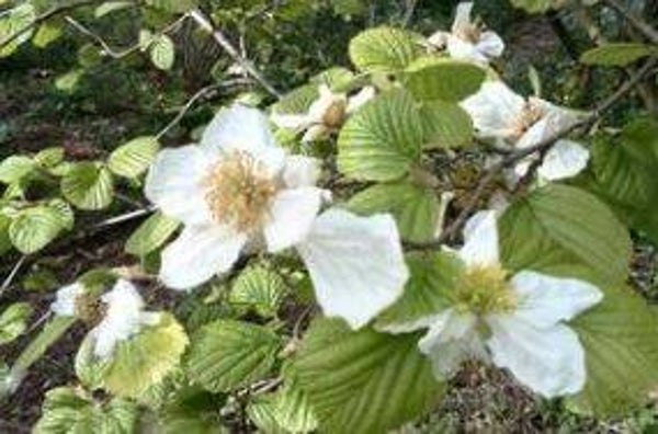 Parrotiopsis jacquemontiana (1-5)