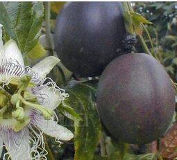 Passiflora edulis - Maracuja (5-10)