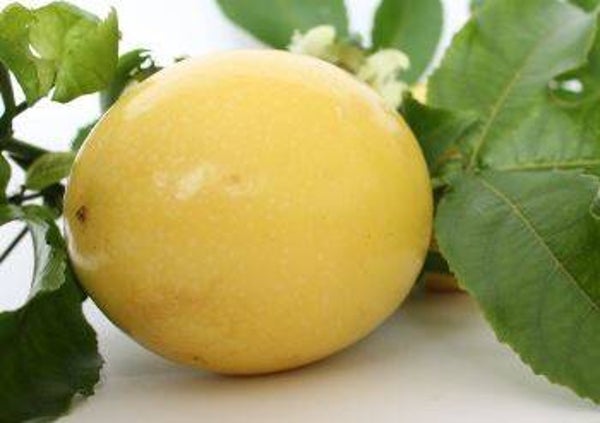 Passiflora “Giant yellow” - Passiebloem (5)