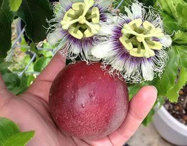 Passiflora “Possum Purple” - Passiebloem (5)