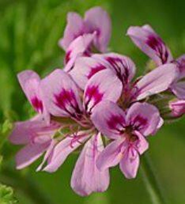Pelargonium graveolens- Geranium (5-10)