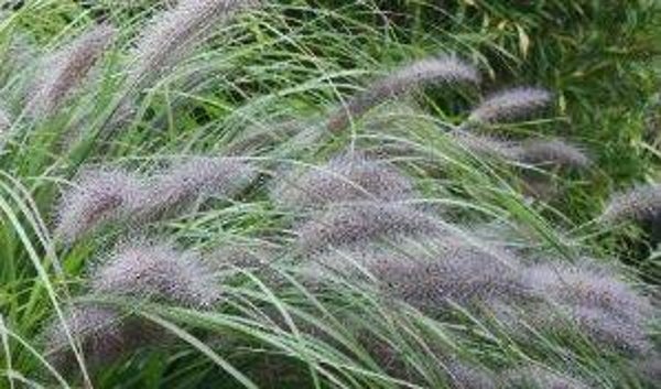 Pennisetum alopecaroides - Flessenpoetsergras (15)