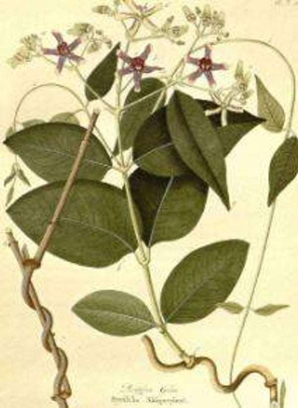 Periploca sepium (5)