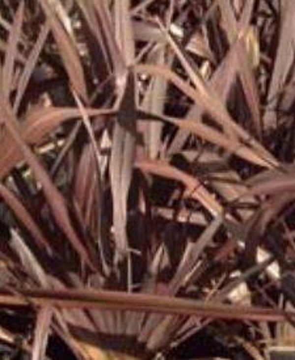 Phormium 'Bronze' - Nieuwzeelands vlas (5-10)
