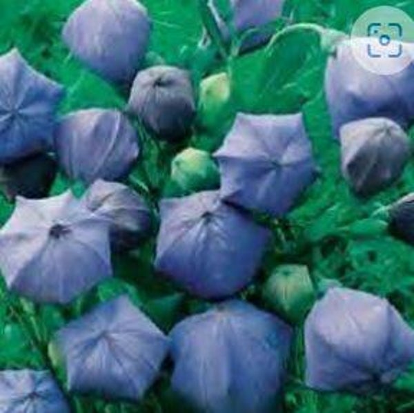 Platycodon grandiflorus - Ballonplant (20)