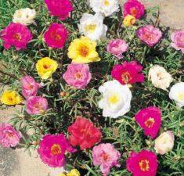 Portulaca grandiflora - Portulak (25)