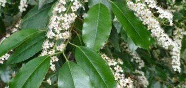 Prunus lusitanica - Portugese laurierbes (5)