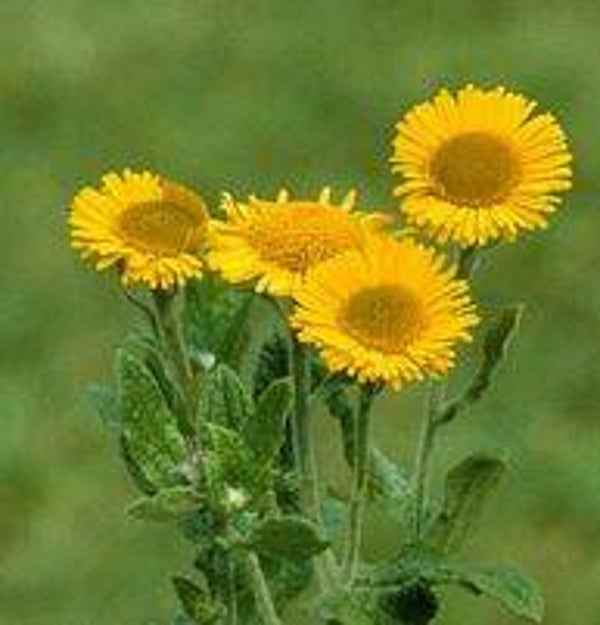 Pulicaria dysenterica - Heelblad (20)