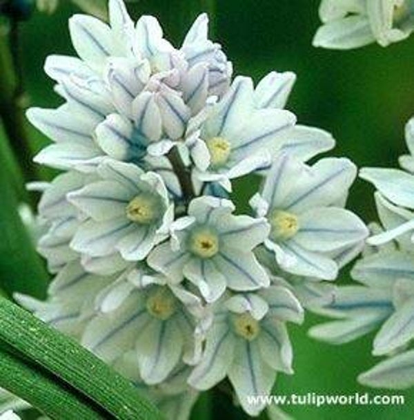 Puschkinia libanotica - Safierhyacinth (15)