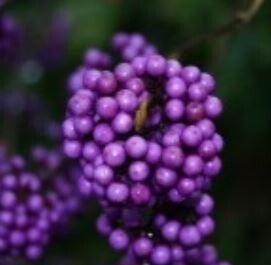 Callicarpa bodinieri (15)