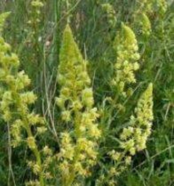 Reseda luteola (Wouw)