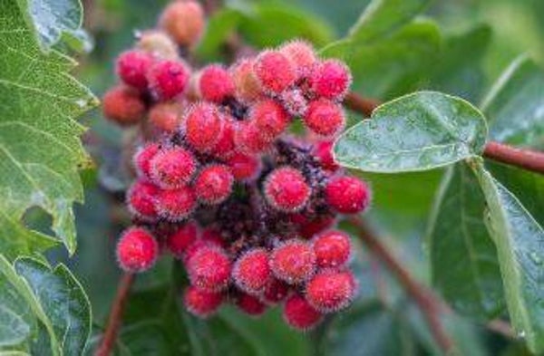 Rhus aromatica - Sumak (5-10)