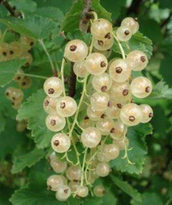 Ribes rubrum alba - Witte aalbes (25)