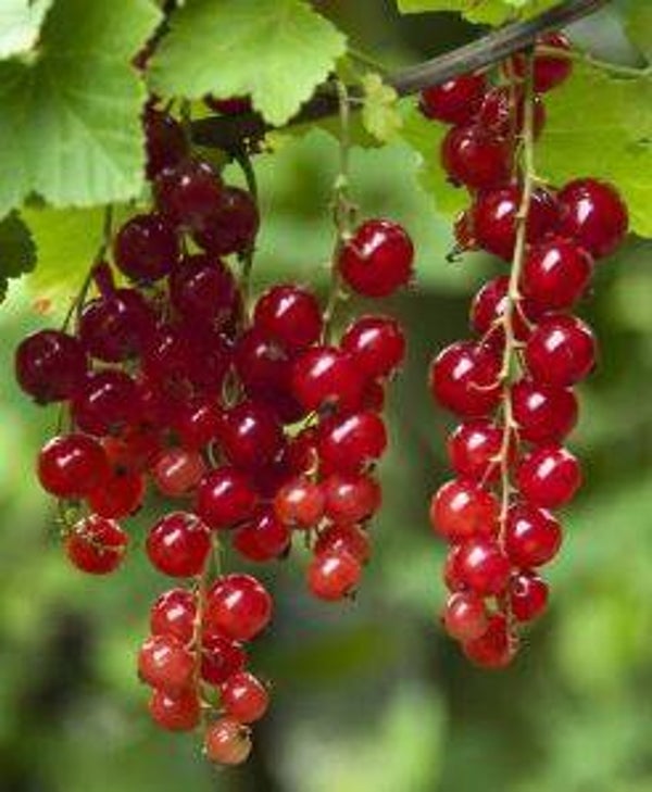 Ribes rubrum - Aalbes (25)