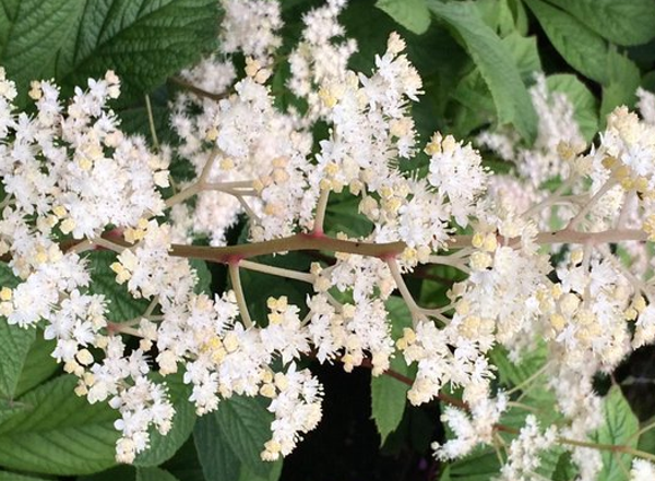 Rodgersia sambucifolia (Schout bij nacht)
