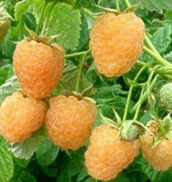 Rubus idaeus - Gele herfstframboos (20)