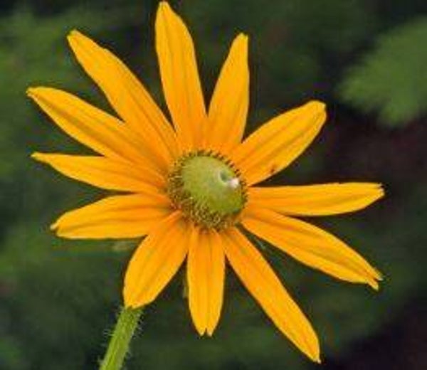 Rudbeckia hirta 'Irish eyes' - Zonnehoed (20)