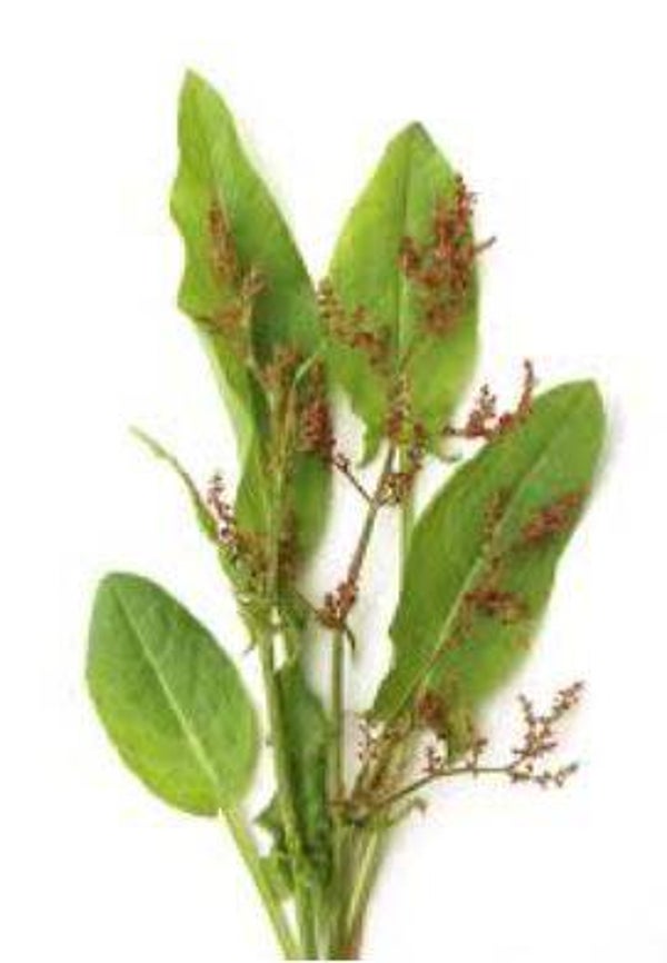 Rumex obtusifolius - Zuring (30)