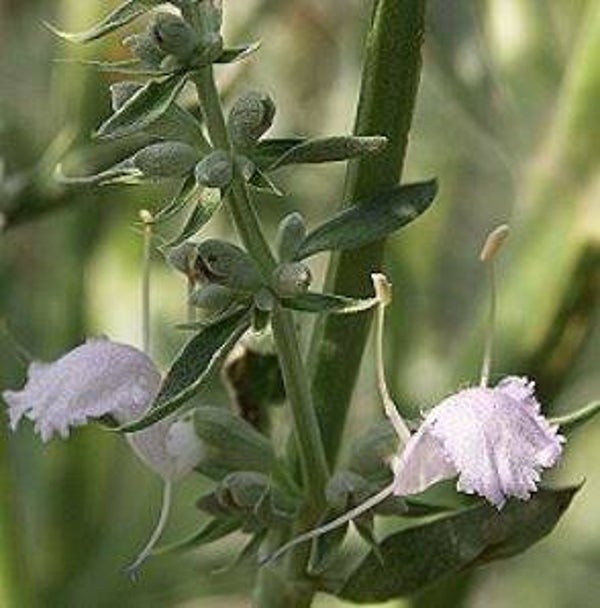 Salvia apiana - Witte, Californische salie (10)