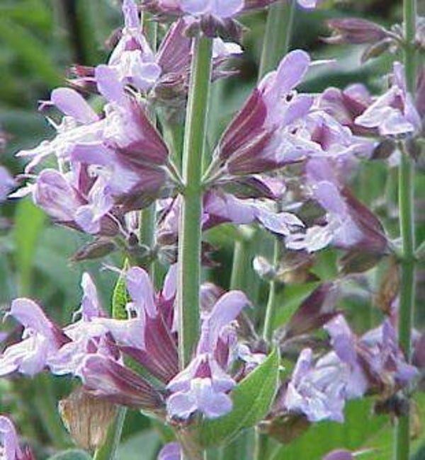 Salvia officinalis - Salie (15)