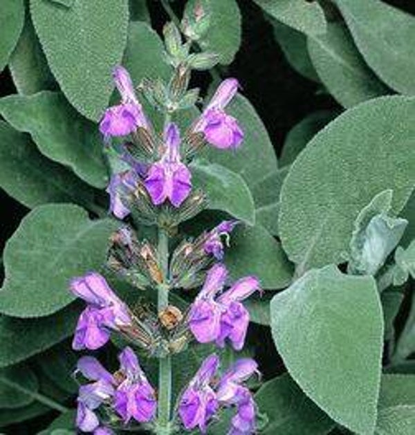 Salvia officinalis - Salie (15)