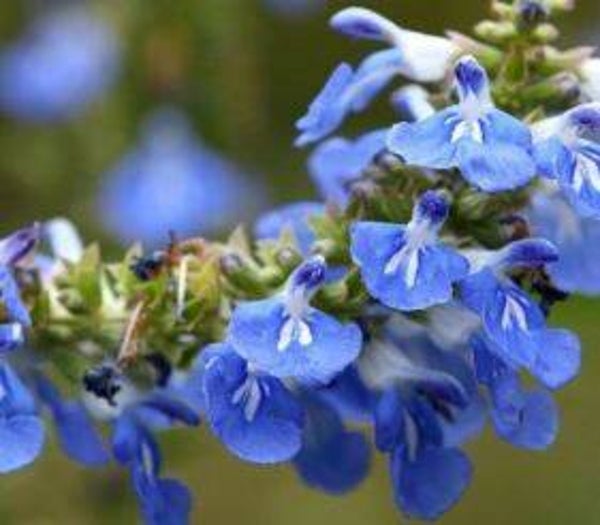 Salvia uliginosa (5-10)