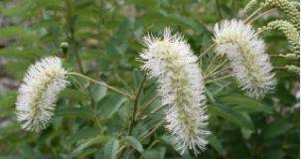 Sanguisorba dodecandra - Pimpernel (15)
