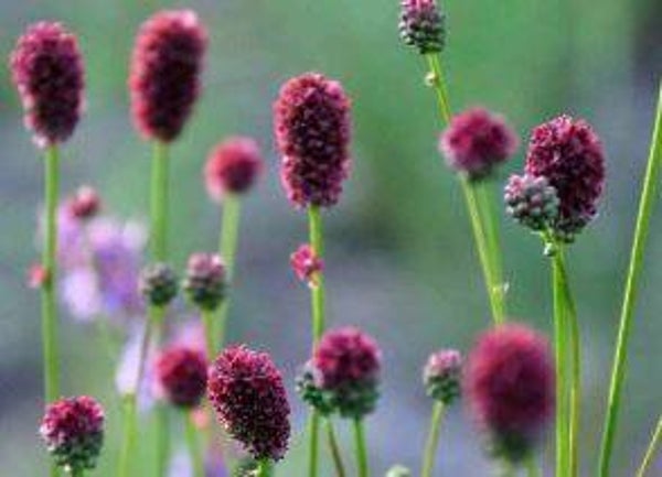 Sanguisorba officinalis - Grote Pimpernel (5-10)