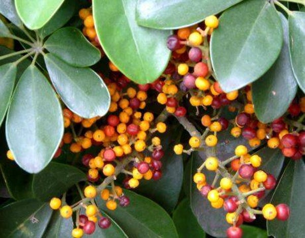 Schefflera arboricola - Vingerplant (5)