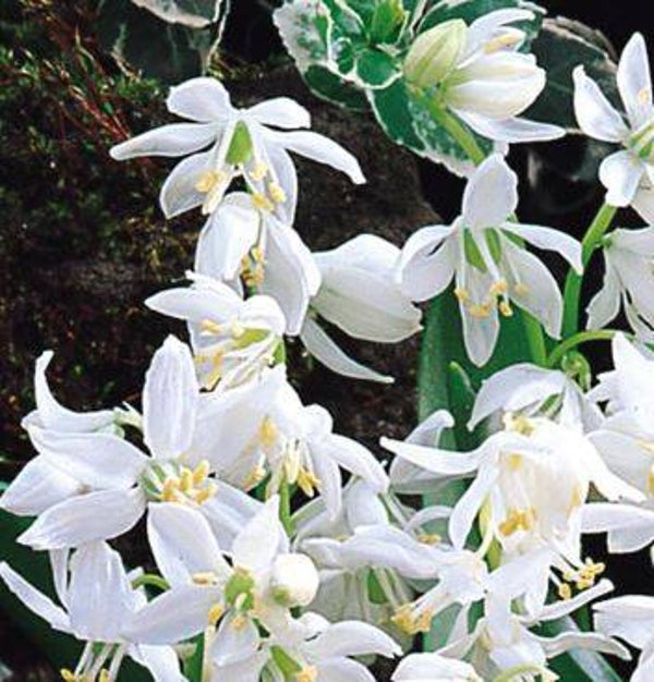 Scilla siberica alba - Sterhyacint (15)