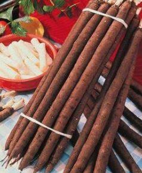 Scorzenera hispanica - Schorseneer (10-15)