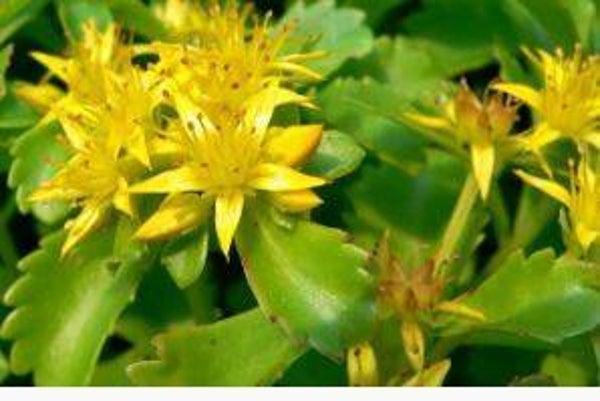 Sedum kamtschaticum - Muurpeper (25)