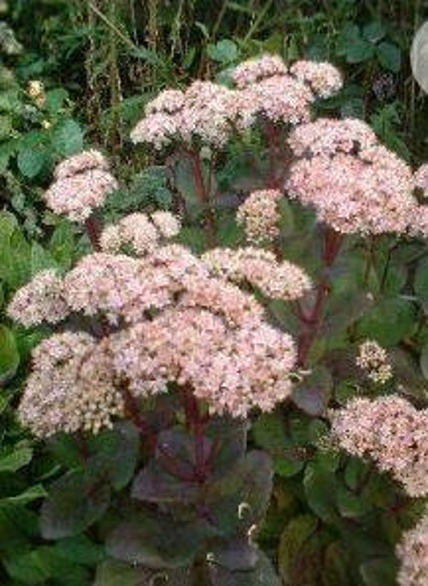 Sedum "Matrona" - Hemelsleutel (30)