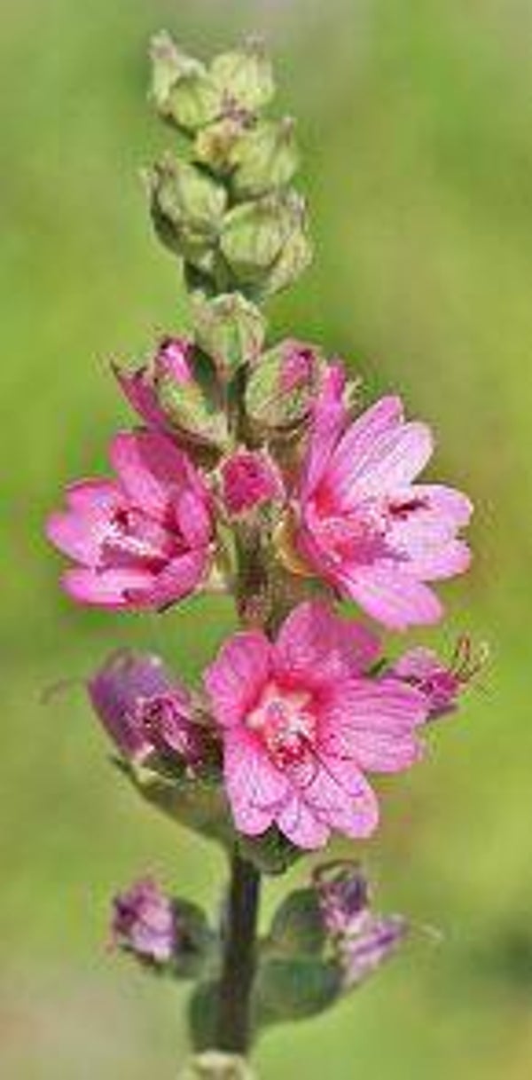 Sidalcea neomexicana - Prairy-malve (10-15)
