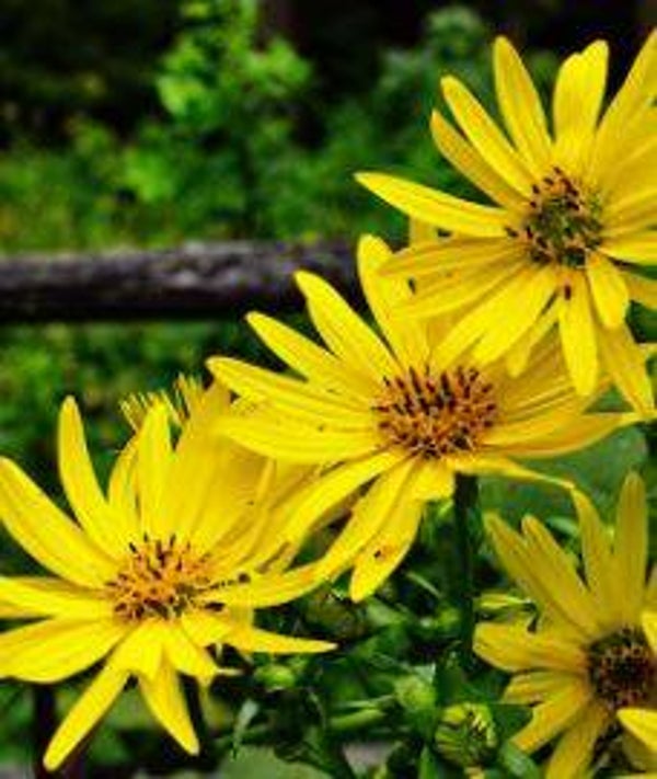 Silphium perfoliatum - Zonnekroon (5-10)