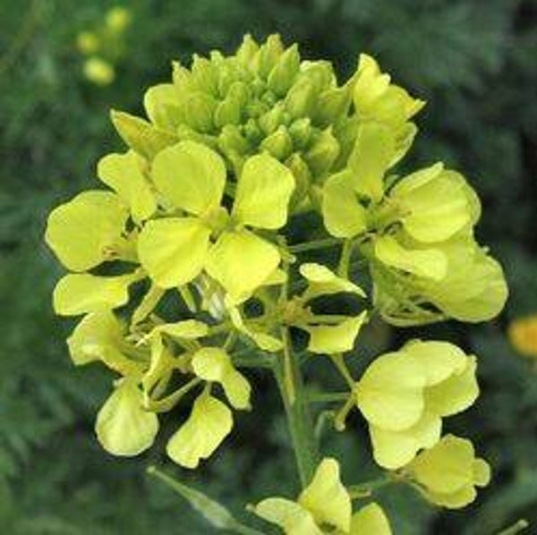 Sinapis alba (Geel Mosterdzaad)