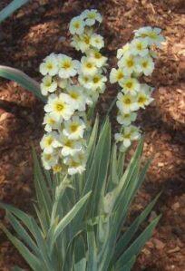 Sisyrinchium striatum - Bieslelie (15)
