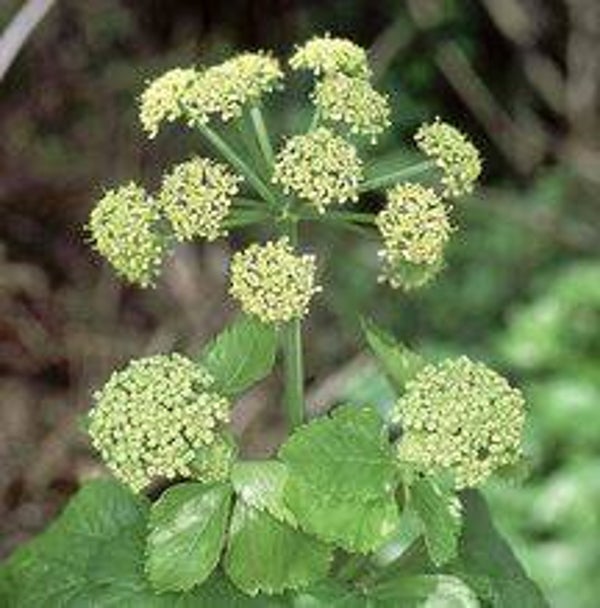 Smyrnium olusatrum (Zwartmoeskervel)