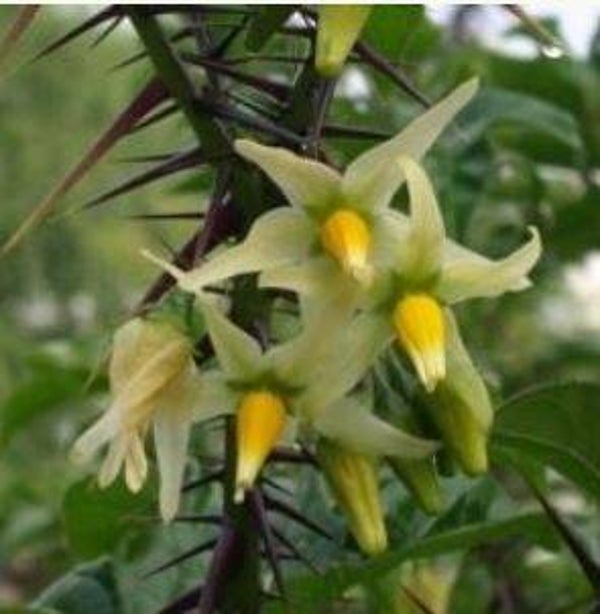 Solanum atropurpureum - Purperen duivel (15)